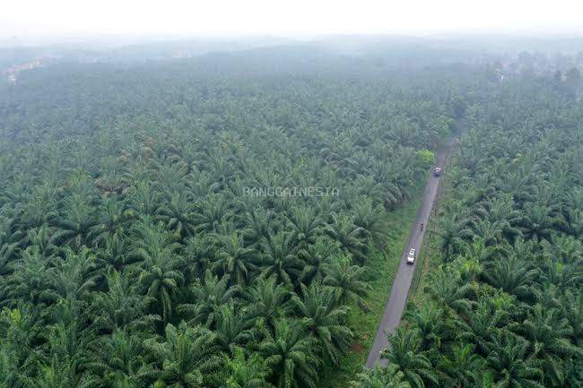 Memaknai Kampung Honbola ‘Si Daun Lebar’