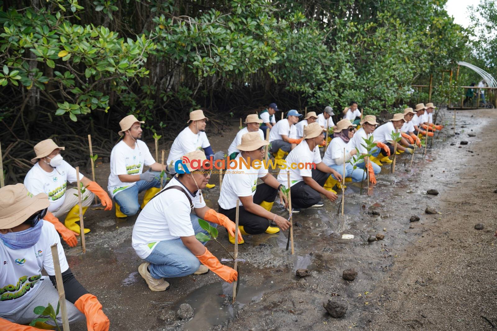 Hari Menanam Pohon Indonesia, PLN Grup NTB Tanam 5.000 Bibit Mangrove di Pesisir Lombok Timur