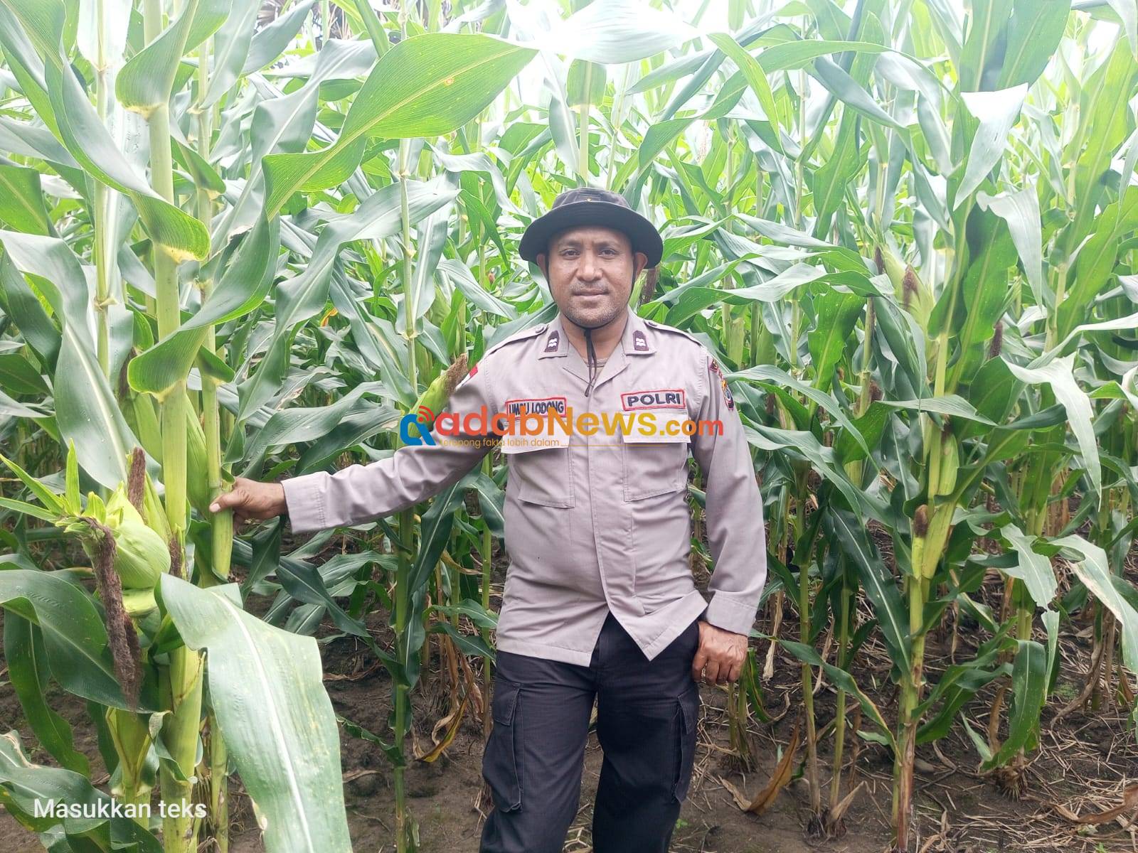 Polisi Umbu Menghidupkan Lahan Tidur dan Harapan Petani Lahan Kering di Waikomo
