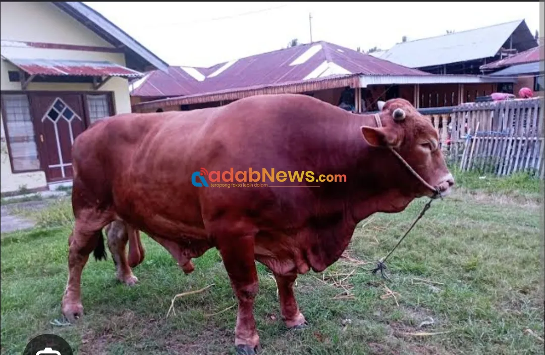 Pengadaan Sapi Kurban Bantuan Presiden Dari Luar Lembata Dinilai Rugikan Peternak Lokal