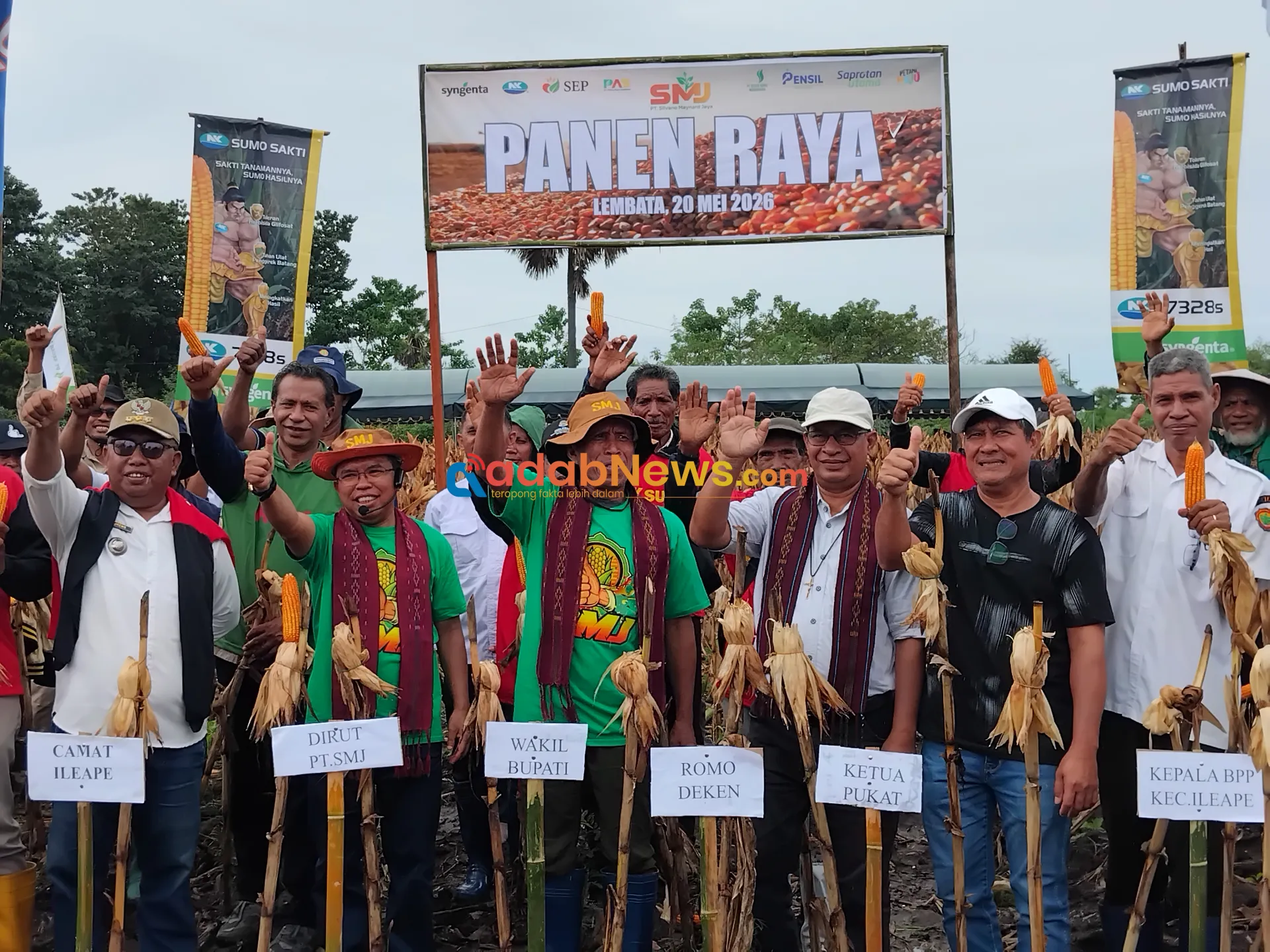 Panen Raya Jagung Sumo Sakti di Ile Ape, PT SMJ Bangun Ekosistem Pertanian Berkelanjutan