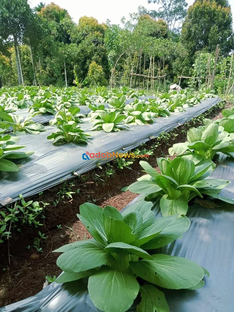Program Hortikultura PLN UIP Nusra Perkuat Ketahanan Pangan dan Tingkatkan Kesejahteraan Warga Dusun Tantong